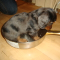 honden foto Even kijken of dit wel lekker ligt