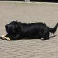 honden foto Dit is Max, onze mini, Max komt uit het asiel en is een grote vriend van onze Berners. Max is een lief, aanhankelijk en trouwe viervoeter, een Jack Russel in de mooiste vorm !