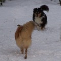 honden foto Mijn mama en papa!!!