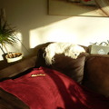 honden foto CHICKA HEEFT HET UITGEVONDEN, VOOR DE 1E KEER ZONNEN OP DE LEUNING VAN DE BANK