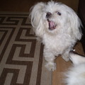 honden foto FLEUR EN CHICKA

ZEG EENS AAAAAAAAAAAAAAAAAAAAA