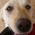 honden foto Hier ben ik aan het smeken om eten :-)