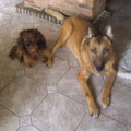 honden foto heb nu nog bifitje om ons te troosten