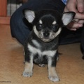 honden foto romano 6 weken oud