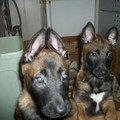 honden foto De boefjes in het (alweer te kleine) nest. Ze klimmen er gewoon uit !!