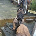 honden foto Voor het eerst naar buiten, ik heb alvast een halsbandje om. Het is hier geweldig !