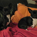 honden foto Max (rechts) en zijn broertje.
