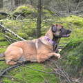 honden foto 