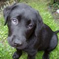 honden foto 