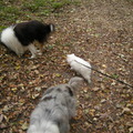 honden foto 