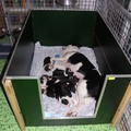 honden foto Pups 1,5 week oud