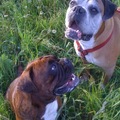 honden foto 