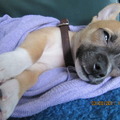 honden foto Hmmmmm heerlijk aan't slapen....
