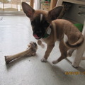 honden foto Hmmm wat heb ik toch een heerlijke bot gekregen!!
