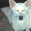 honden foto 