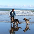 honden foto Op het strand van Kariotahi beach (zuid Auckland) wat heeft zwart (vulcanish) zand