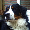 honden foto Mijntje in de achtertuin
