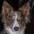 honden foto Dit is mijn grote liefde,mijn bordercollie Gaya. 