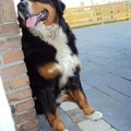 honden foto Kyra.