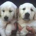 honden foto twee hele schattige witte labradors.
