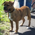 honden foto old english bulldog teefje
van 6 maanden