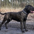 honden foto 