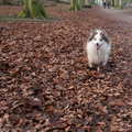 honden foto Ik ook!