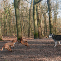 honden foto Ik vlieg erin