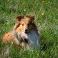 honden foto 