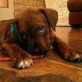 honden foto Macho 8 weken