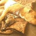 honden foto Samen slapen