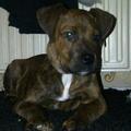 honden foto Macho