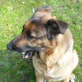 honden foto Een zeer alerte dame