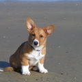 honden foto Cardigan Welsh Corgi pup Red