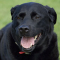 honden foto onze labrador laika 
