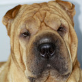 honden foto Indi sharpei teefje