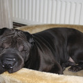 honden foto Djago sharpei reu