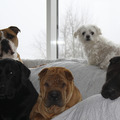 honden foto De hele roedel van vijf :)

Laika Djago Mack Indi en Lady