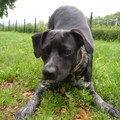 honden foto 