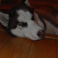 honden foto 