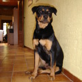 honden foto Dit is onze teef Sheila.