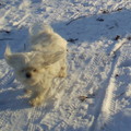 honden foto 04-02-2012

M,n lief geniet in de sneeuw.
Chicka je bent m,n allessie