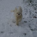 honden foto 05-02-2011

Chicka leeft zich lekker uit in de sneeuw