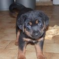honden foto 