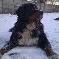 honden foto 