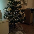 honden foto Luna's eerste kerst! 