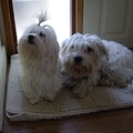 honden foto Papa&Mama van Luna