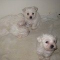 honden foto Kleine Luna, in het midden! 