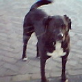 honden foto Giel