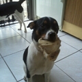 honden foto lara met bot